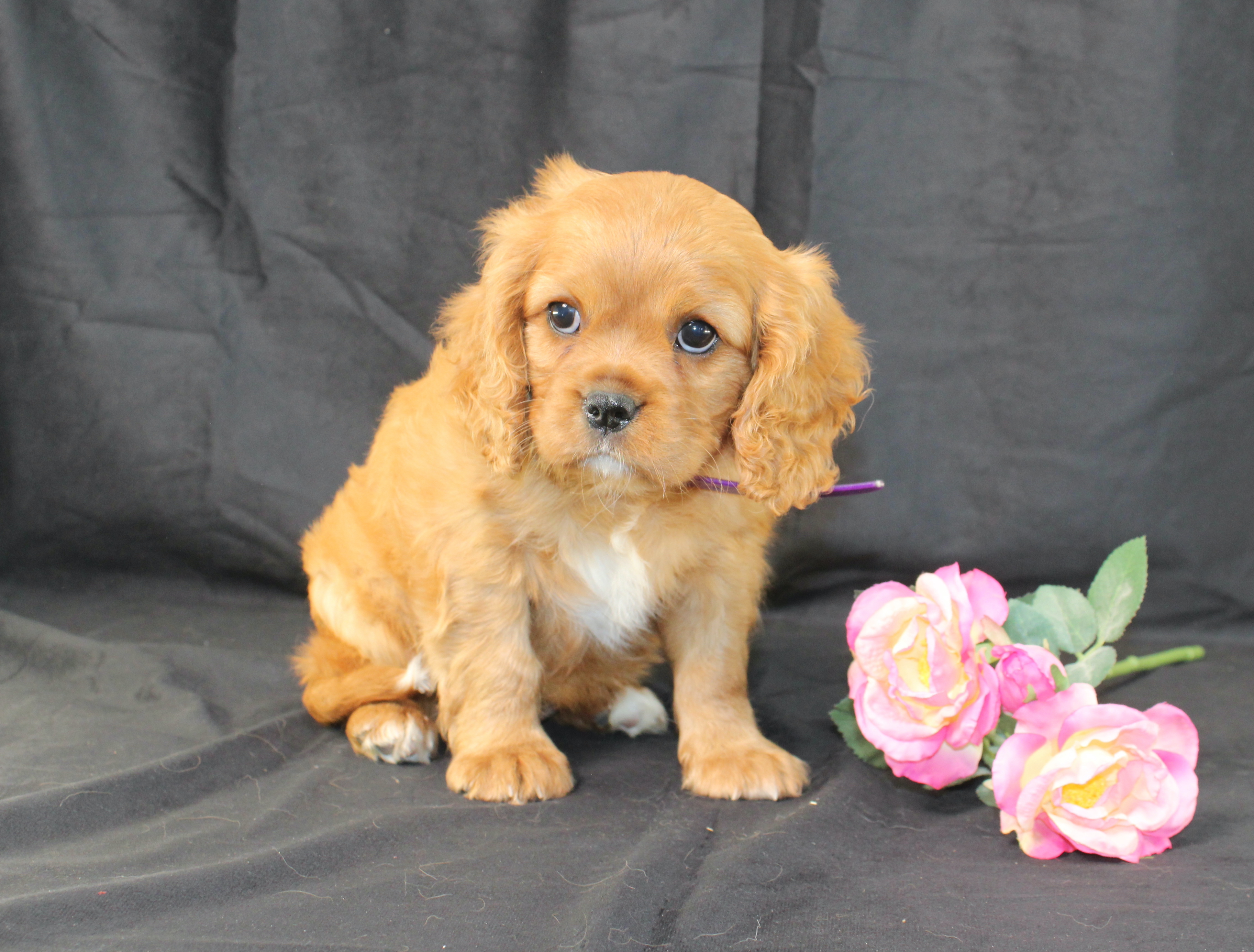 puppy, for, sale, Cavalier King Charles Spaniel, Ivan J. Stoltzfus, dog, breeder, Dornsife, PA, dog-breeder, puppy-for-sale, forsale, nearby, find, puppyfind, locator, puppylocator, aca